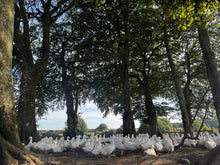 Load image into Gallery viewer, Duck Crown
