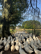 Load image into Gallery viewer, Duck Crown
