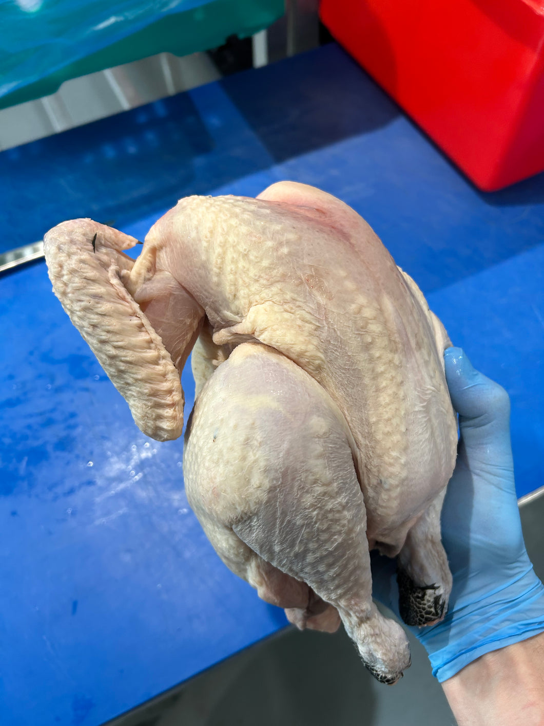 170 Day Whole Naked Neck Chicken - Hen