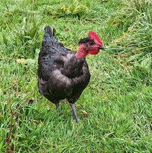 Load image into Gallery viewer, Whole Naked Neck Cockerel
