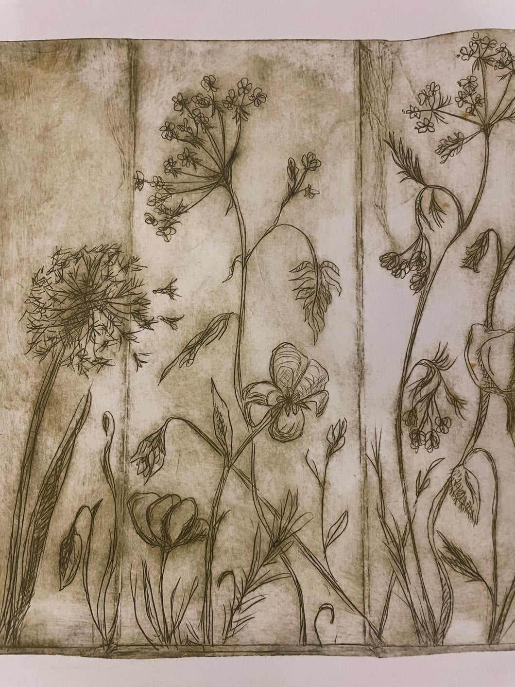 May 1st - Drypoint Etching – Wildflowers