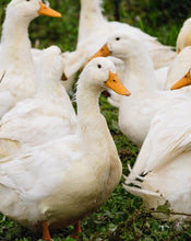 Load image into Gallery viewer, Duck Crown
